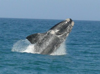 2breaching-whale-watching-hermanus