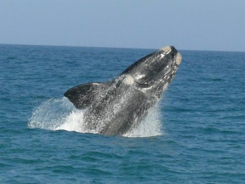 breaching-whale-watching-hermanus